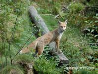 images/renard/renard-(2) copie.jpg